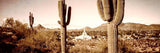 Phoenix Saguaro Cactus