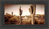 Phoenix Saguaro Cactus