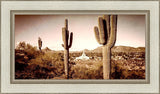 Phoenix Saguaro Cactus