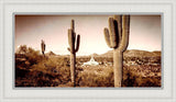 Phoenix Saguaro Cactus