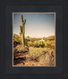 Phoenix Cactus Hill