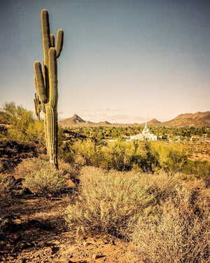 Phoenix Cactus Hill