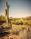 Phoenix Cactus Hill