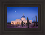 Tucson Cactus Morning