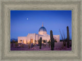 Tucson Cactus Morning