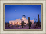 Tucson Cactus Morning