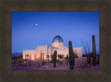 Tucson Cactus Morning