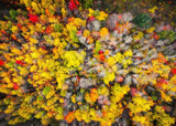 Sacred Grove Autumn From Heaven