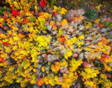 Sacred Grove Autumn From Heaven