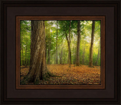 Oh How Lovely was the Morning