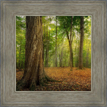 Oh How Lovely was the Morning