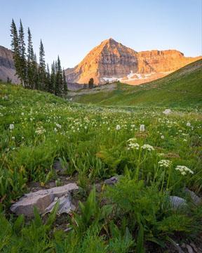 The Meadow