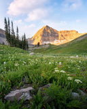 Timpanogos Meadow