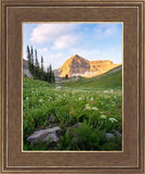 Timpanogos Meadow