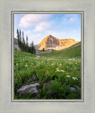 Timpanogos Meadow