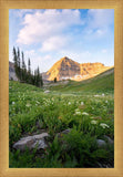 Timpanogos Meadow