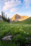 Timpanogos Meadow