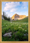 Timpanogos Meadow