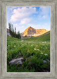 Timpanogos Meadow