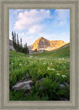 Timpanogos Meadow