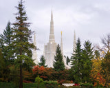 Portland Temple Forest Through The Trees