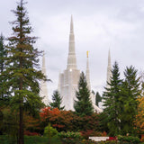 Portland Temple Forest Through The Trees