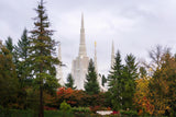 Portland Temple Forest Through The Trees