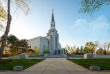 Boston Temple Spring Blossoms