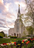 Boston Temple Spring Tulips