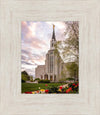 Boston Temple Spring Tulips