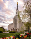 Boston Temple Spring Tulips