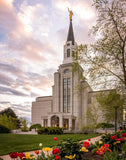 Boston Temple Spring Tulips