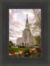 Boston Temple Spring Tulips