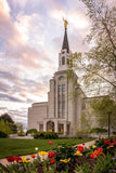 Boston Temple Spring Tulips