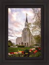 Boston Temple Spring Tulips