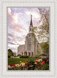 Boston Temple Spring Tulips