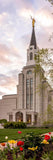 Boston Temple Spring Tulips