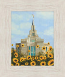 Kyiv Temple with Sunflowers