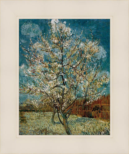 Peach Tree In Blossom