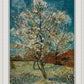 Peach Tree In Blossom