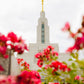 Made Whole Again Draper Temple