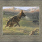 Sheep Dog