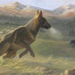 Sheep Dog