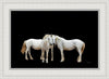 Three White Horses