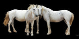 Three White Horses