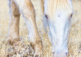 Dry Grass