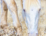 Dry Grass