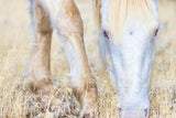 Dry Grass