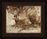 Bedded Buck