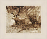 Bedded Buck